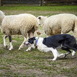Caherconnell Stone fort and sheepdog demonstrations